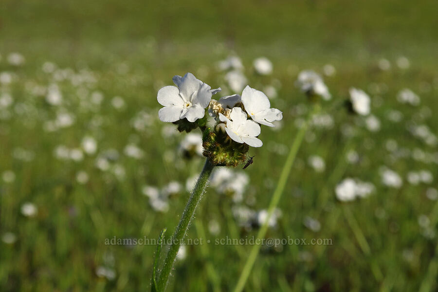 field popcorn-flower (?) (Plagiobothrys fulvus var. campestris) [Sacramento River Bend Outstanding Natural Area, Tehama County, California]