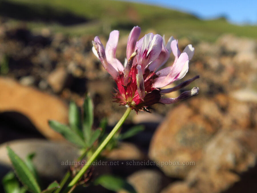 tomcat clover (Trifolium willdenovii) [Sacramento River Bend Outstanding Natural Area, Tehama County, California]