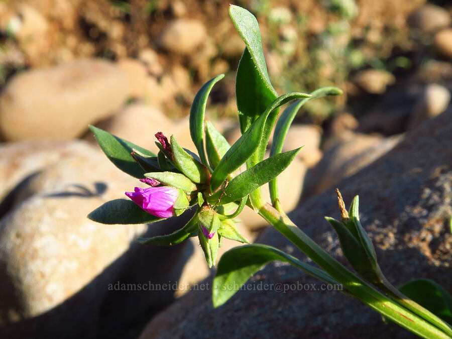 red maids (Calandrinia ciliata (Calandrinia menziesii)) [Sacramento River Bend Outstanding Natural Area, Tehama County, California]