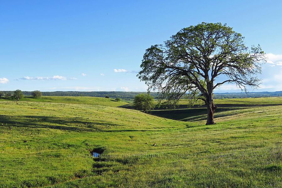 oak trees & grassy slopes [Sacramento River Bend Outstanding Natural Area, Tehama County, California]