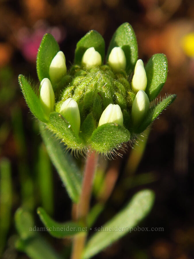 Fremont's tidy-tips, budding (Layia fremontii) [Sacramento River Bend Outstanding Natural Area, Tehama County, California]