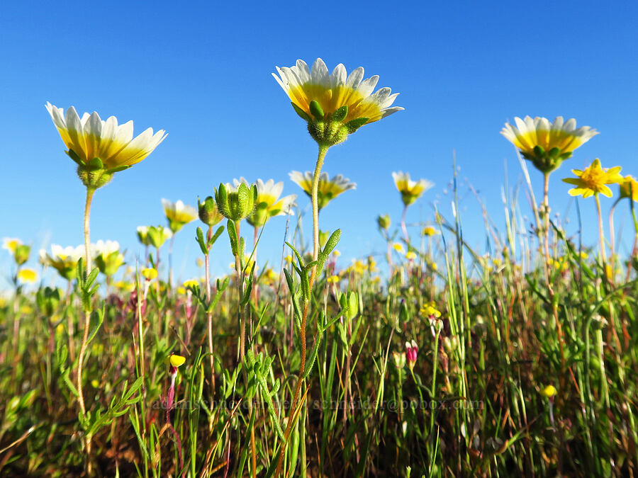 Fremont's tidy-tips (Layia fremontii) [Sacramento River Bend Outstanding Natural Area, Tehama County, California]