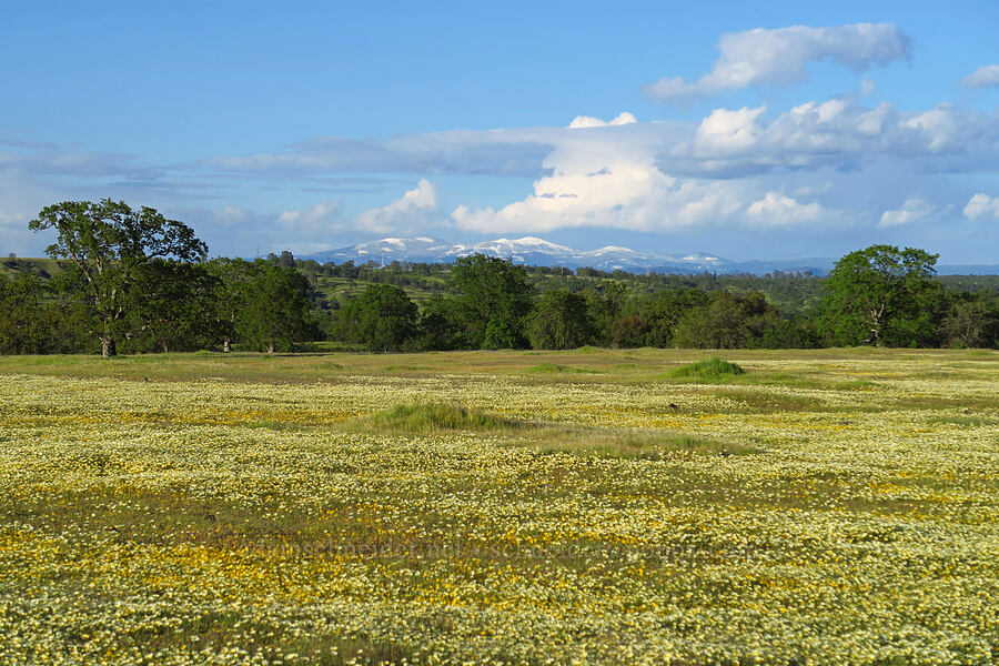 wildflowers & Clover Mountain [Sacramento River Bend Outstanding Natural Area, Tehama County, California]