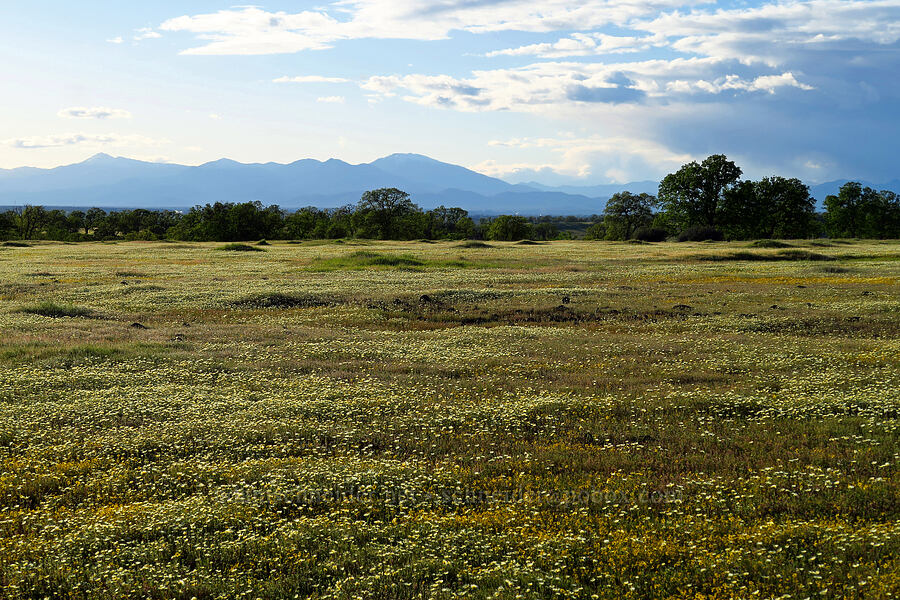 wildflowers & mountains [Sacramento River Bend Outstanding Natural Area, Tehama County, California]