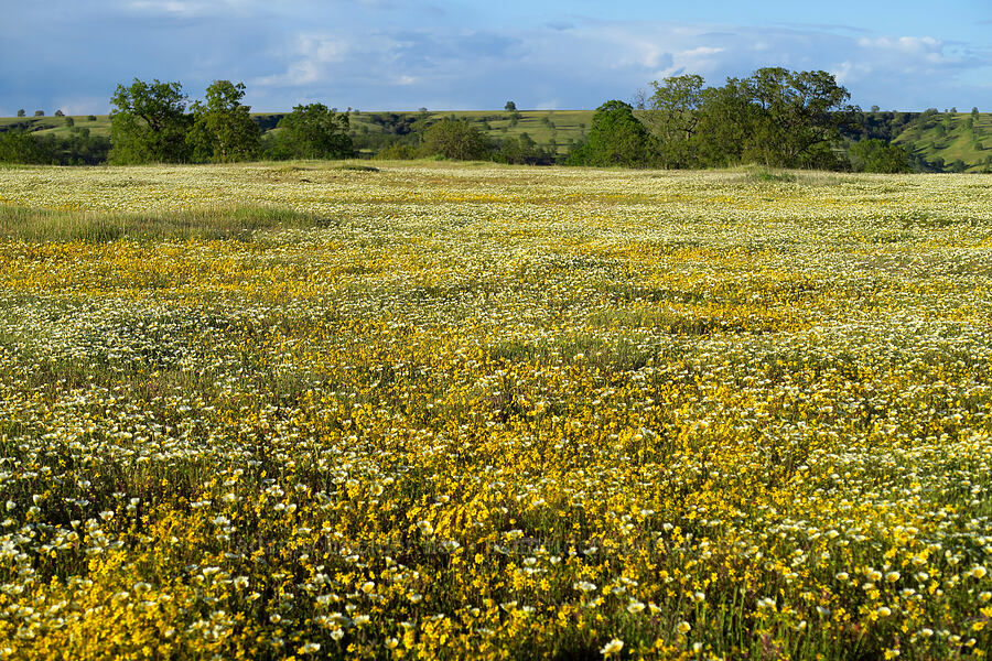 wildflowers [Sacramento River Bend Outstanding Natural Area, Tehama County, California]