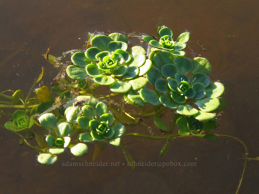 water-starwort (which?) (Callitriche sp.) [Sacramento River Bend Outstanding Natural Area, Tehama County, California]