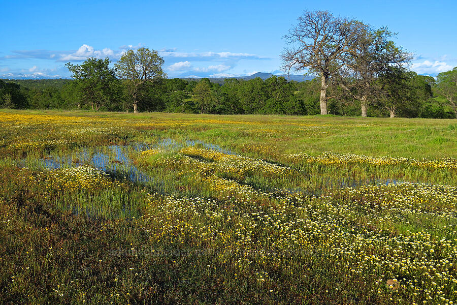 wildflowers & vernal pools [Sacramento River Bend Outstanding Natural Area, Tehama County, California]