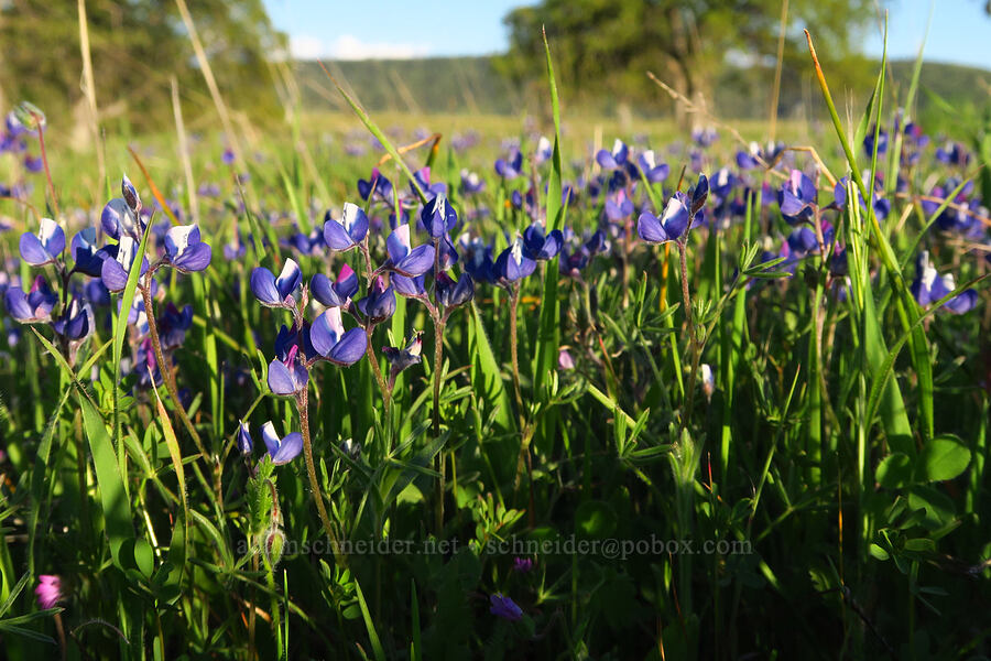 miniature lupines (Lupinus bicolor (Lupinus micranthus var. bicolor)) [Sacramento River Bend Outstanding Natural Area, Tehama County, California]