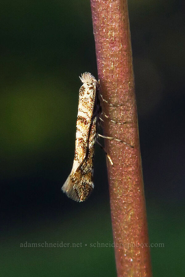 tiny moth [Sacramento River Bend Outstanding Natural Area, Tehama County, California]