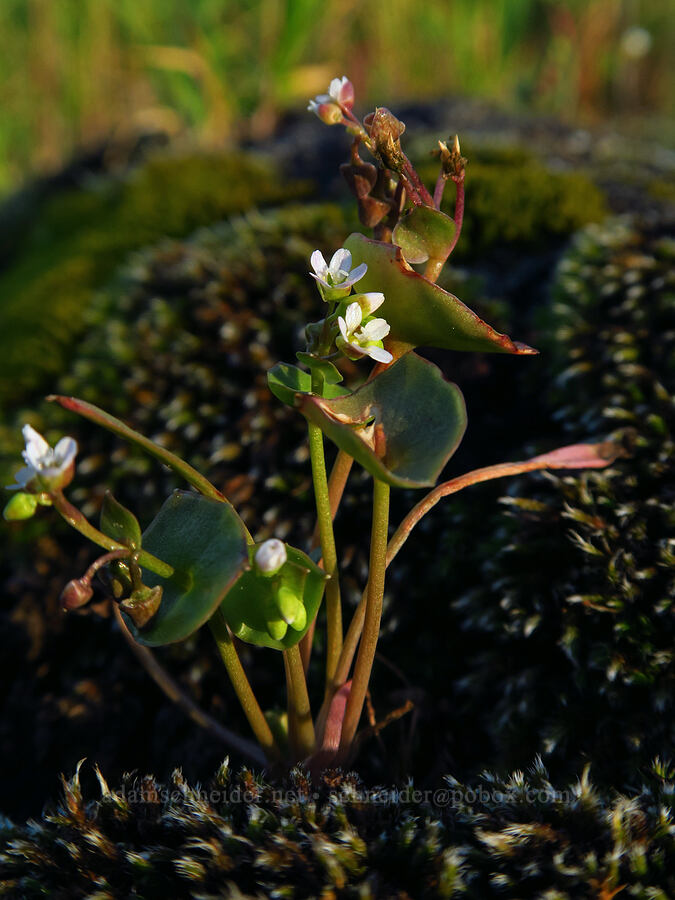 miner's-lettuce (Claytonia parviflora) [Sacramento River Bend Outstanding Natural Area, Tehama County, California]