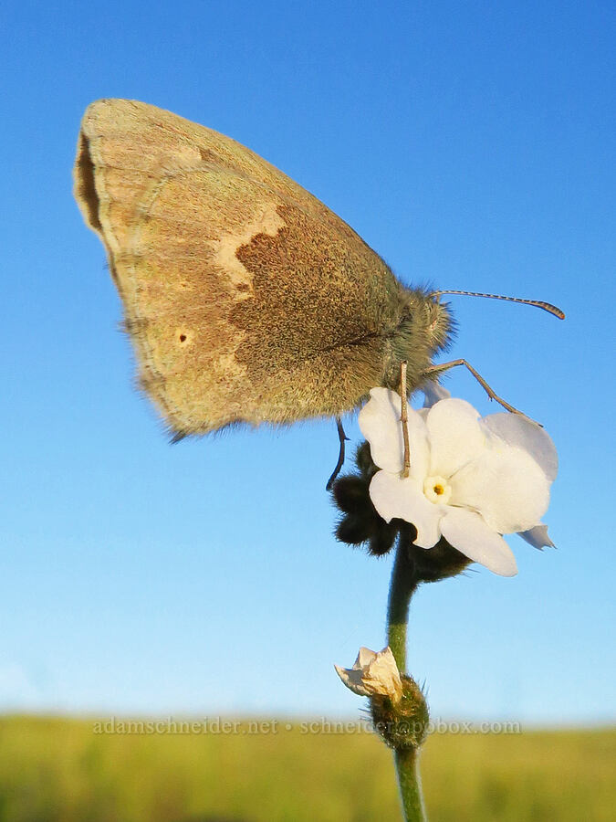 common ringlet butterfly on popcorn flower (Coenonympha california (Coenonympha tullia california), Plagiobothrys sp.) [Sacramento River Bend Outstanding Natural Area, Tehama County, California]