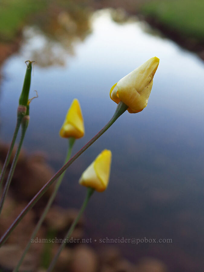 frying-pan poppies, closed up (Eschscholzia lobbii) [Sacramento River Bend Outstanding Natural Area, Tehama County, California]