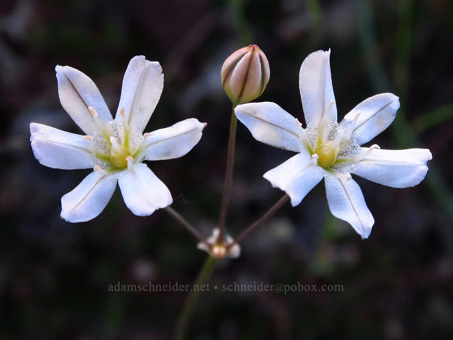 glassy triplet-lily (Triteleia lilacina (Brodiaea lilacina)) [Sacramento River Bend Outstanding Natural Area, Tehama County, California]