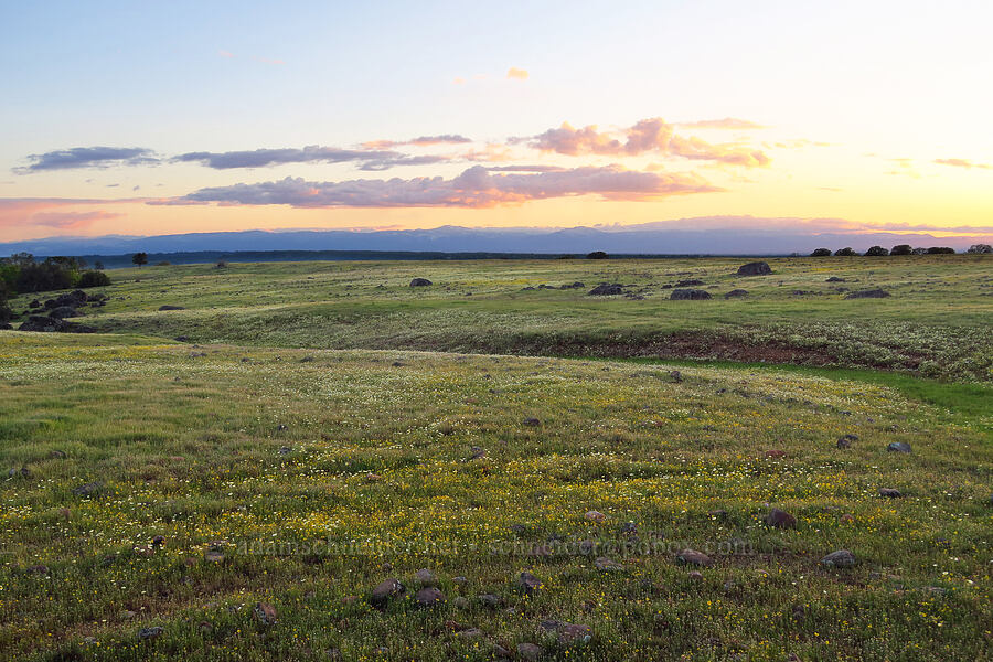 sunset & wildflowers [Sacramento River Bend Outstanding Natural Area, Tehama County, California]