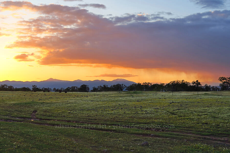 sunset & wildflowers [Sacramento River Bend Outstanding Natural Area, Tehama County, California]