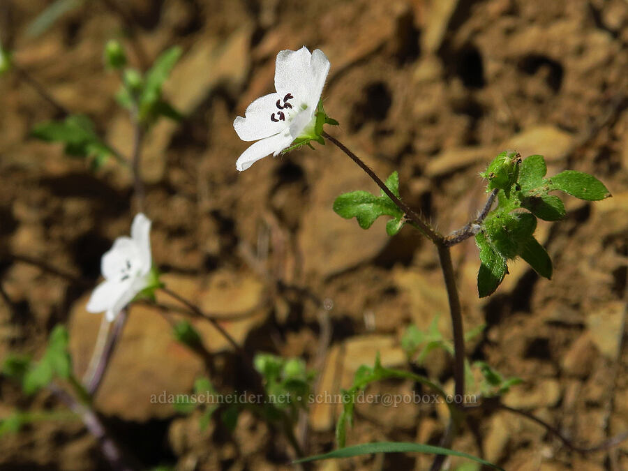 canyon nemophila (Nemophila heterophylla) [Monticello Road, Napa County, California]