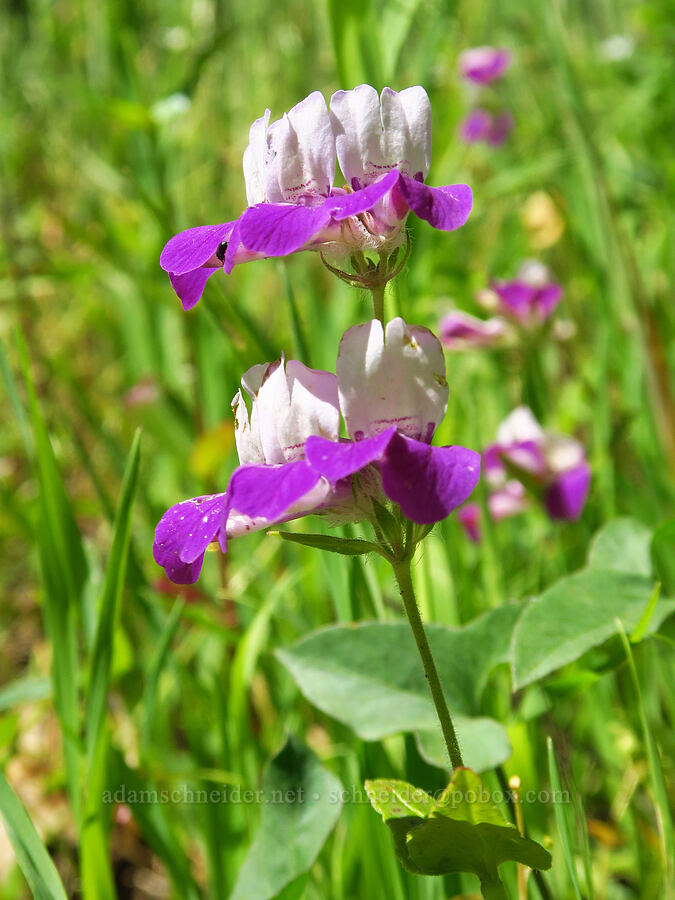 purple Chinese houses (Collinsia heterophylla) [Monticello Road, Napa County, California]