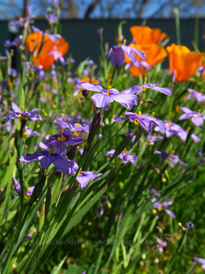 western blue-eyed-grass (Sisyrinchium bellum) [Capell Valley Road, Napa County, California]