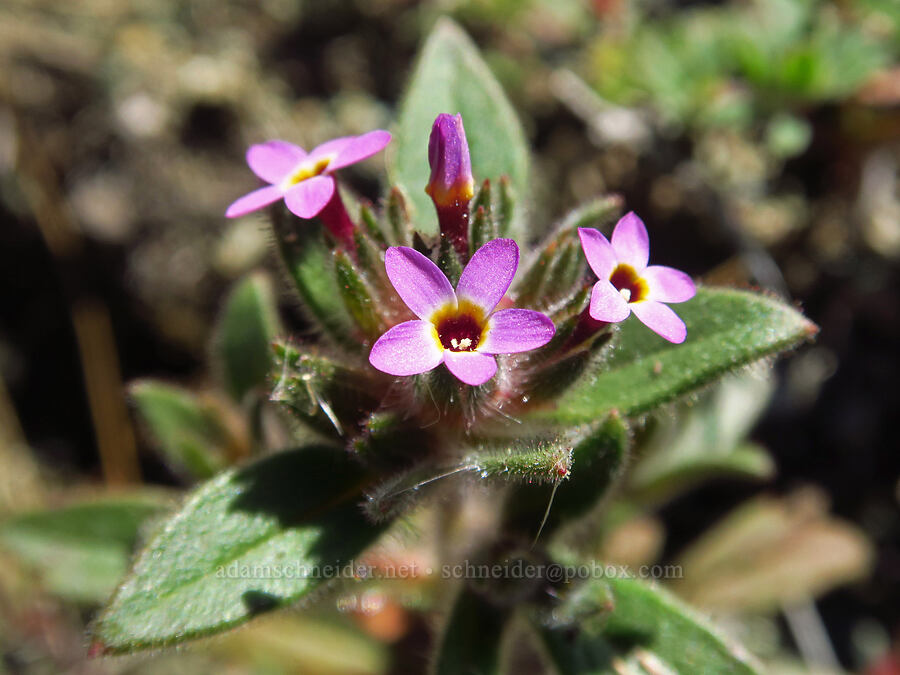 serpentine collomia (Collomia diversifolia) [Capell Valley Road, Napa County, California]