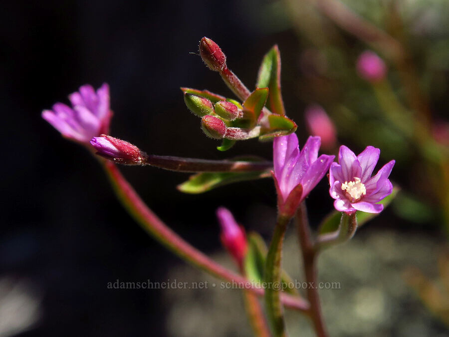 small-flowered willow-herb (Epilobium minutum) [Capell Valley Road, Napa County, California]