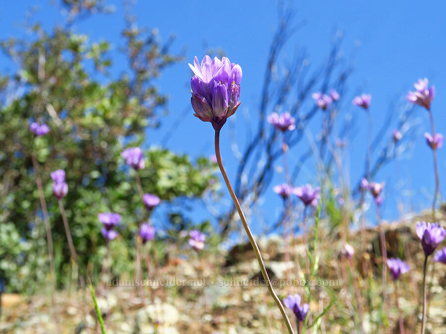 blue dicks (Dipterostemon capitatus (Dichelostemma capitatum)) [Capell Valley Road, Napa County, California]