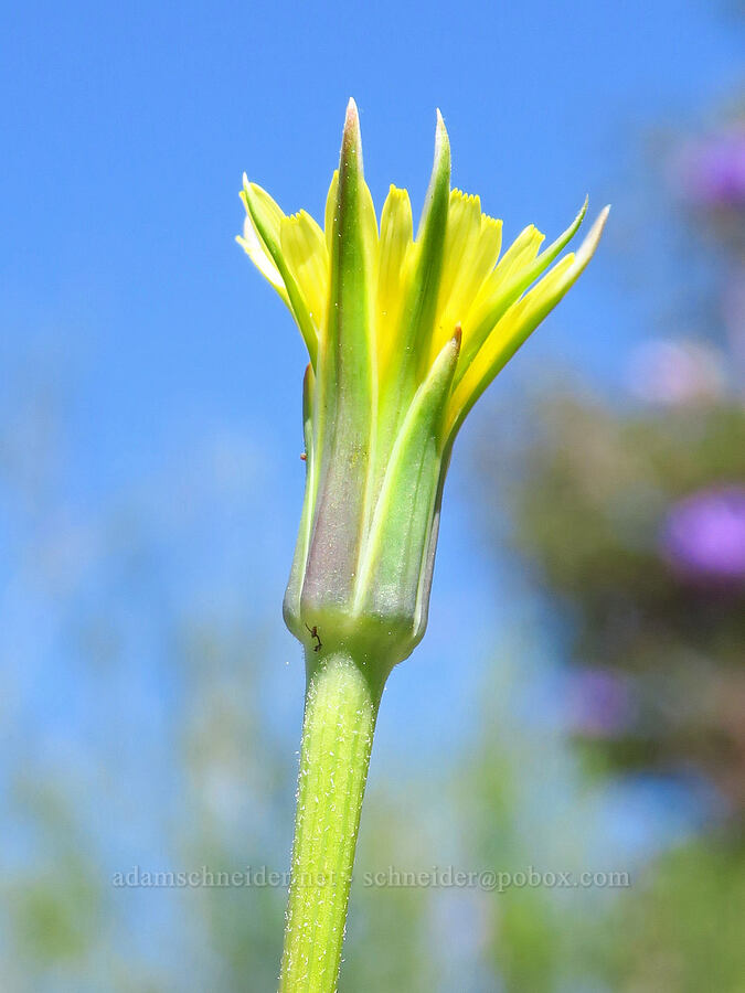 silver-puffs (Uropappus lindleyi (Microseris lindleyi)) [Capell Valley Road, Napa County, California]