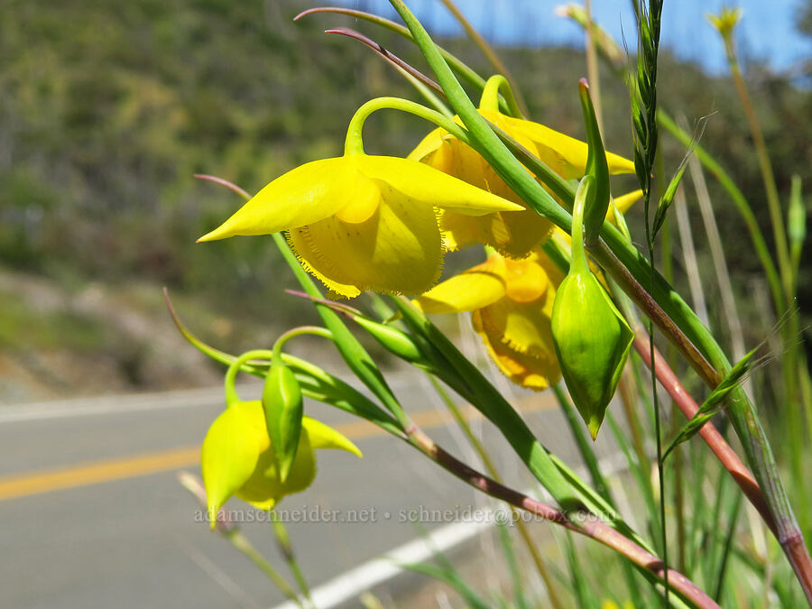 Diogenes' lantern (Calochortus amabilis) [Capell Valley Road, Napa County, California]