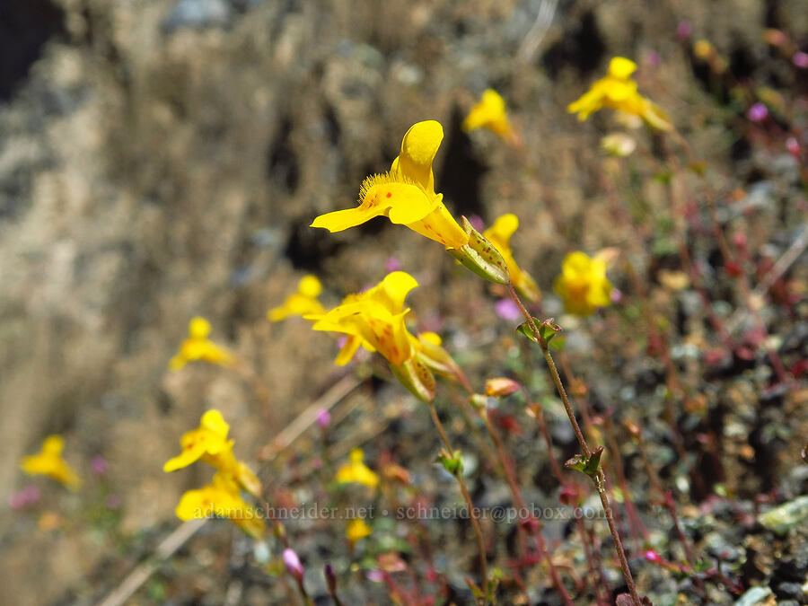 little-leaf monkeyflower (Erythranthe microphylla (Mimulus microphyllus)) [Berryessa-Knoxville Road, Napa County, California]