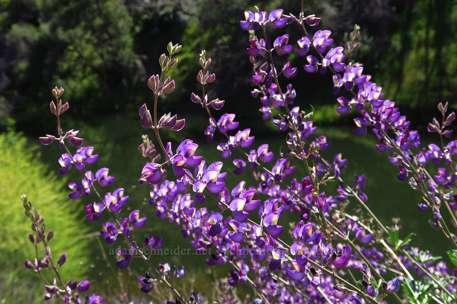 big shrubby lupine (which?) (Lupinus sp.) [Berryessa-Knoxville Road, Napa County, California]