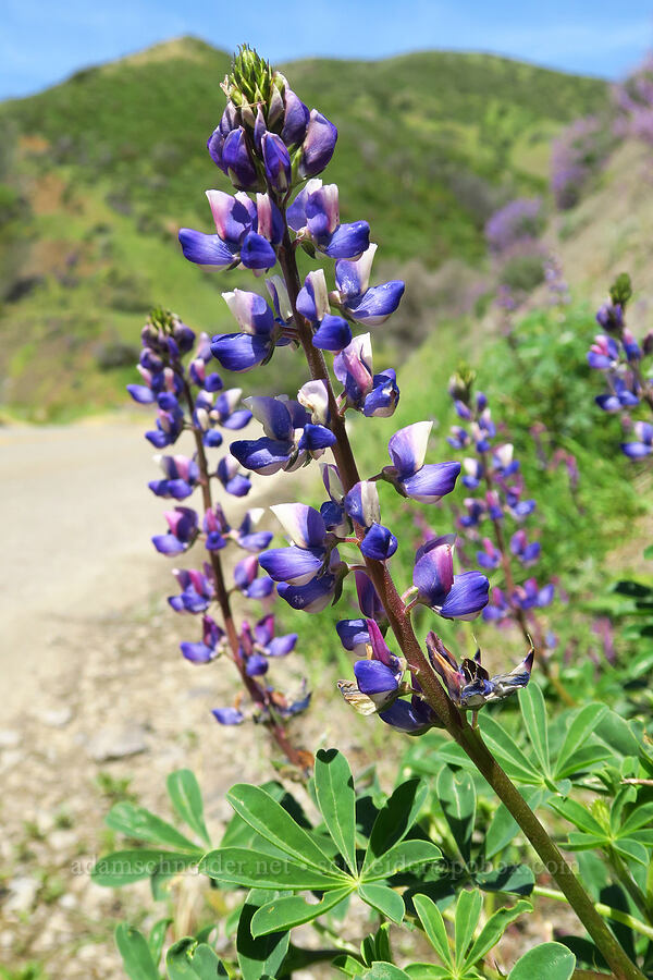 arroyo lupine (Lupinus succulentus) [Berryessa-Knoxville Road, Napa County, California]