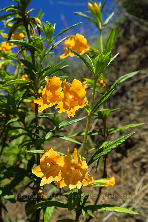 sticky monkeyflower (Diplacus aurantiacus (Mimulus aurantiacus)) [Berryessa-Knoxville Road, Napa County, California]