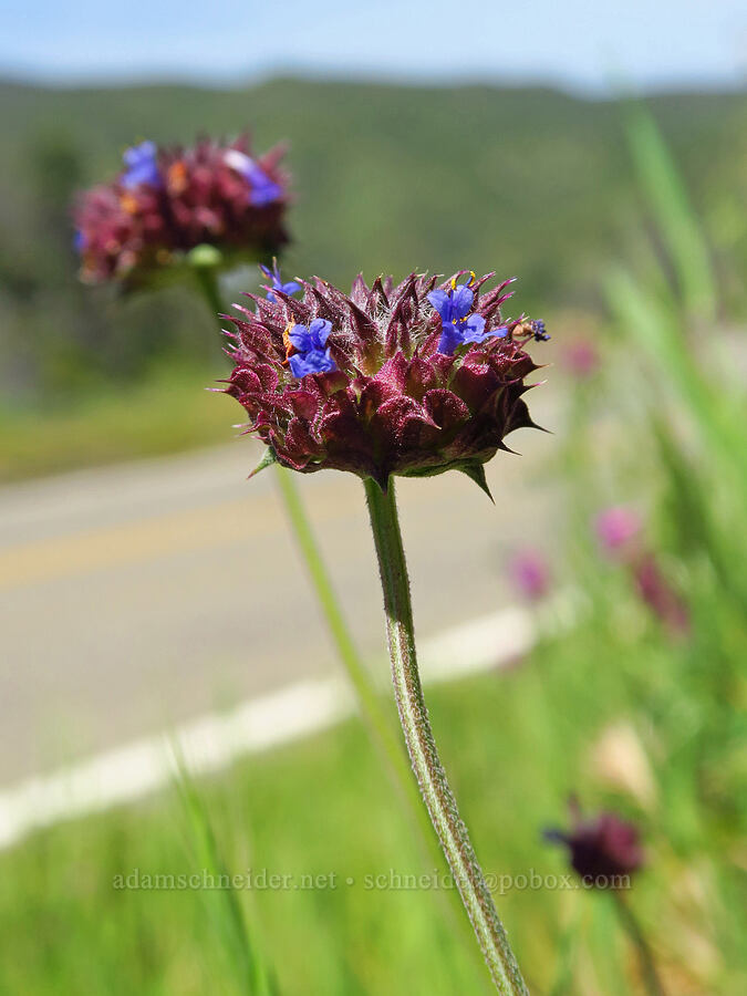 chia sage (Salvia columbariae) [Berryessa-Knoxville Road, Napa County, California]