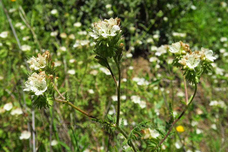 distant phacelia (Phacelia distans) [Berryessa-Knoxville Road, Napa County, California]