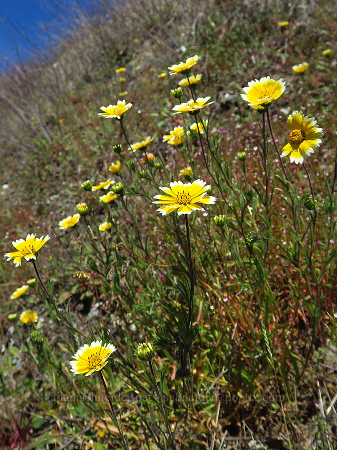 coastal tidy-tips (Layia platyglossa) [Berryessa-Knoxville Road, Napa County, California]