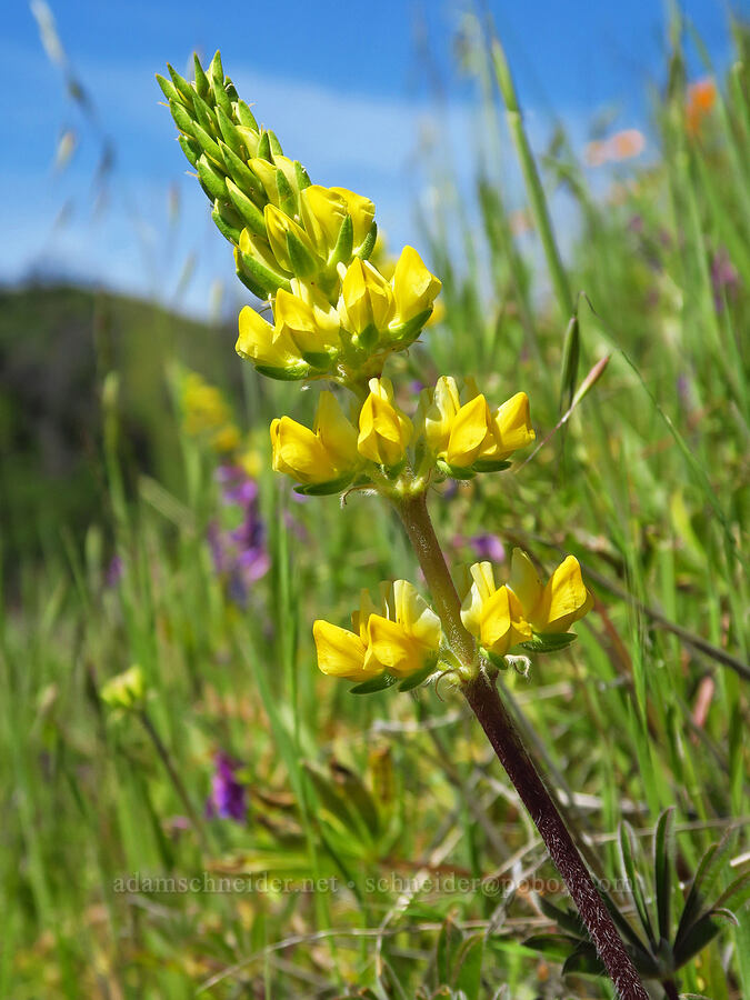 yellow chick lupine (Lupinus microcarpus) [Berryessa-Knoxville Road, Napa County, California]