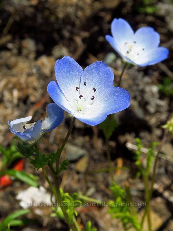 baby-blue-eyes (Nemophila menziesii var. menziesii) [Berryessa-Knoxville Road, Napa County, California]