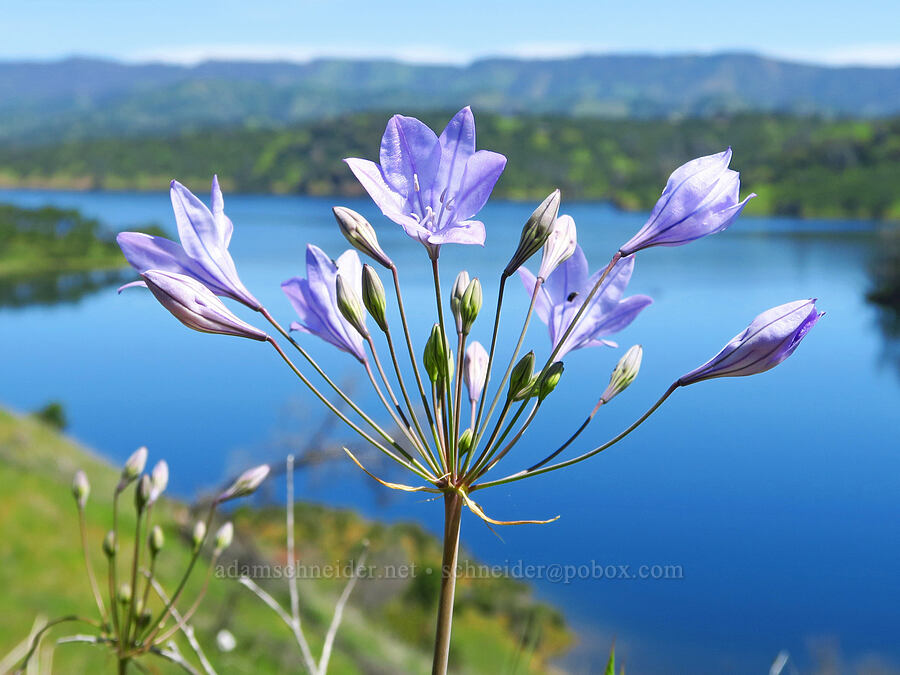 Ithuriel's spear (Triteleia laxa (Brodiaea laxa)) [Berryessa-Knoxville Road, Napa County, California]