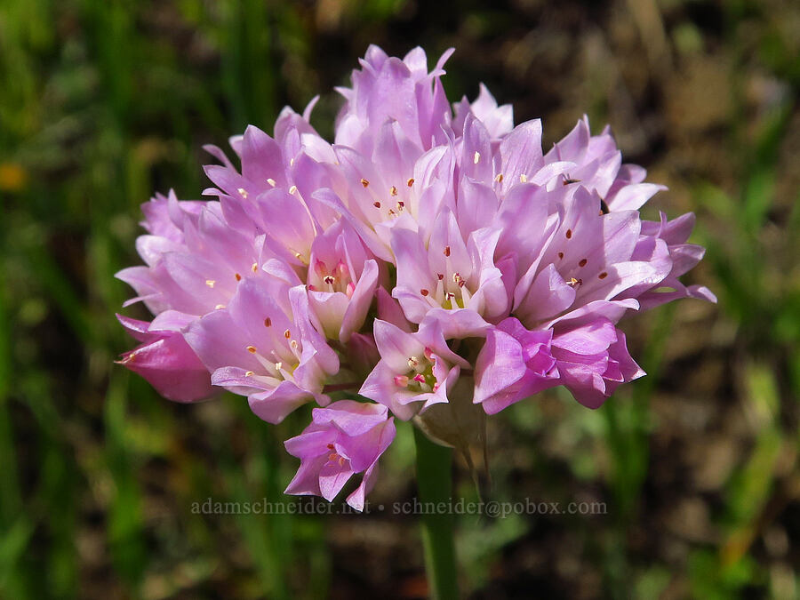 jeweled onion (Allium serra) [Berryessa-Knoxville Road, Napa County, California]