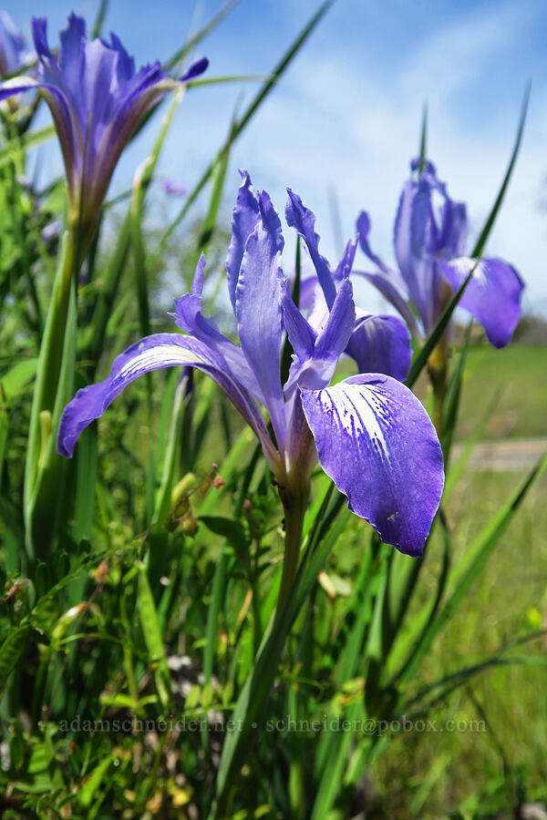 bowl-tube iris (Iris macrosiphon) [Berryessa-Knoxville Road, Napa County, California]