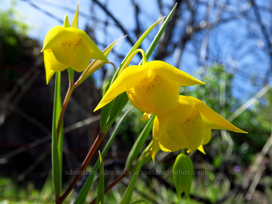 Diogenes' lantern (Calochortus amabilis) [Berryessa-Knoxville Road, Napa County, California]