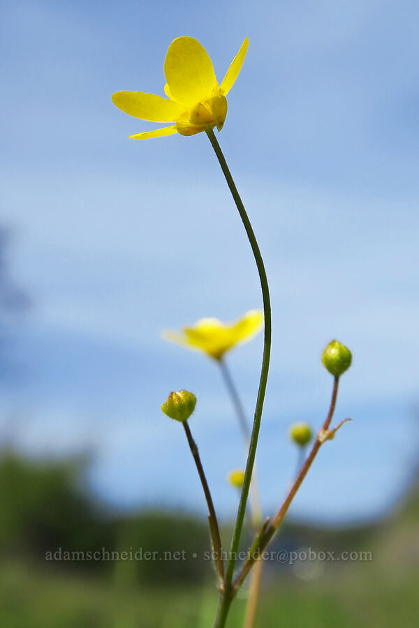 western buttercup (Ranunculus occidentalis) [Berryessa-Knoxville Road, Napa County, California]