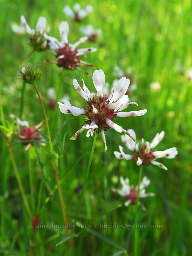 white tomcat clover (Trifolium willdenovii) [Berryessa-Knoxville Road, Napa County, California]