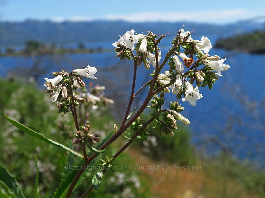 yerba santa (Eriodictyon californicum (Wigandia californica)) [Berryessa-Knoxville Road, Napa County, California]