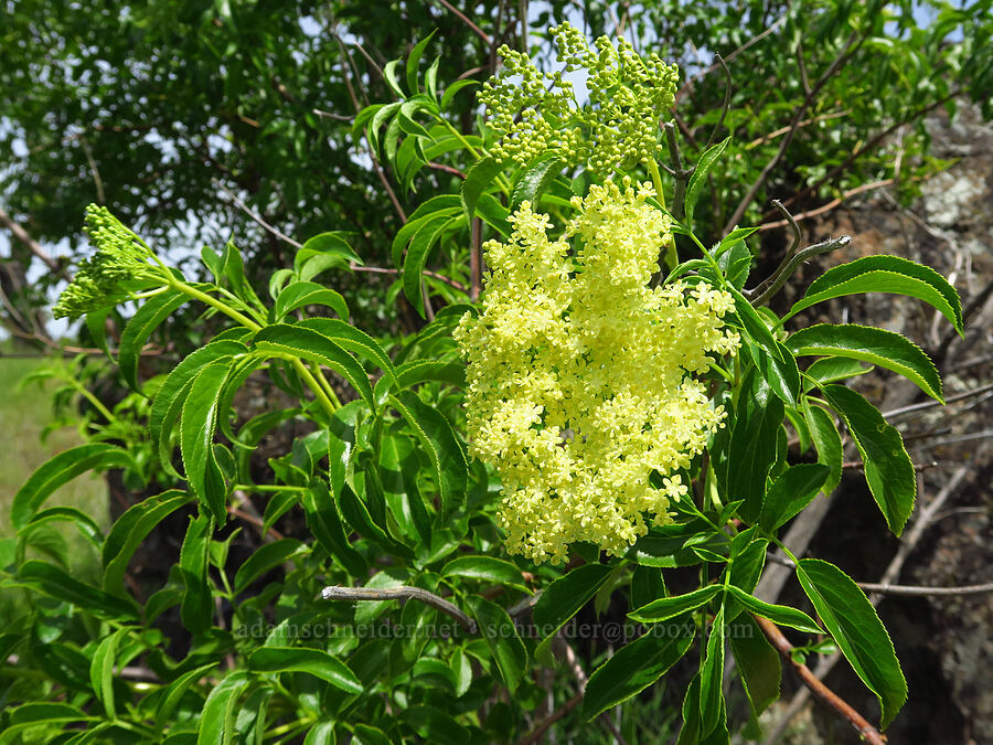 blue elderberry flowers (Sambucus cerulea (Sambucus nigra ssp. caerulea) (Sambucus mexicana)) [Berryessa-Knoxville Road, Napa County, California]