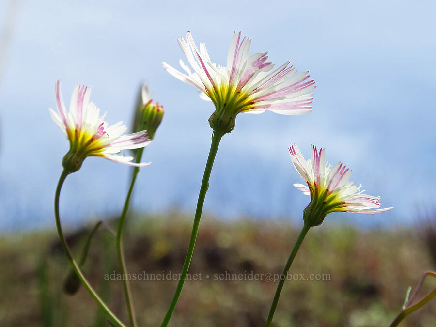 woolly desert-dandelion (Malacothrix floccifera) [Berryessa-Knoxville Road, Napa County, California]