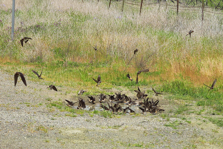 cliff swallows (Petrochelidon pyrrhonota) [Berryessa-Knoxville Road, Napa County, California]