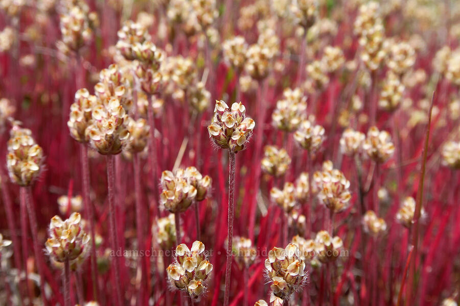 dot-seed plantain (Plantago erecta) [Berryessa-Knoxville Road, Napa County, California]