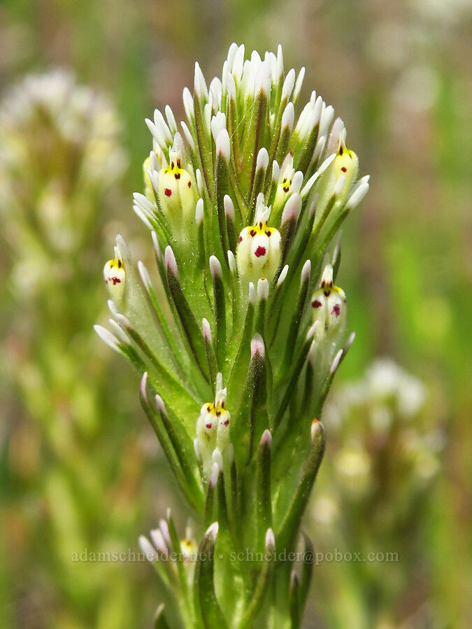 narrow-leaf owl's-clover (valley tassels) (Castilleja attenuata (Orthocarpus attenuatus)) [Berryessa-Knoxville Road, Napa County, California]