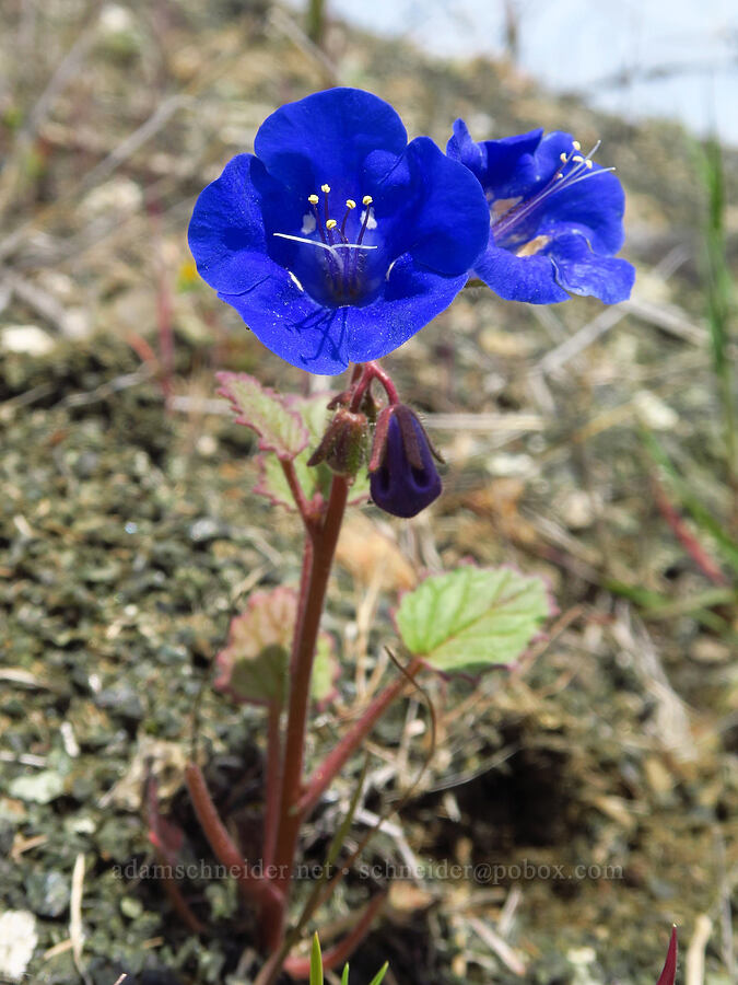 California desert bluebell (Phacelia campanularia) [Berryessa-Knoxville Road, Napa County, California]