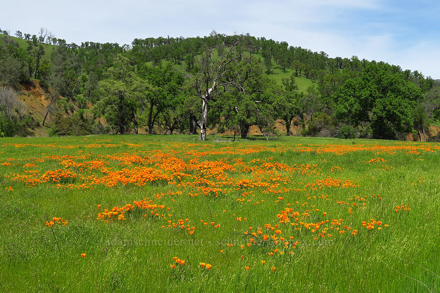 California poppies (Eschscholzia californica) [Berryessa-Knoxville Road, Napa County, California]